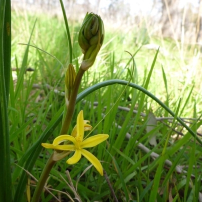 Bulbine bulbosa (Golden Lily, Bulbine Lily) at Hall, ACT - 12 Sep 2015 by JanetRussell