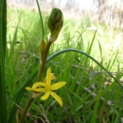 Bulbine bulbosa (Golden Lily) at Hall Cemetery - 12 Sep 2015 by JanetRussell