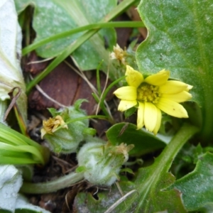Cymbonotus (genus) at Hall, ACT - 12 Sep 2015 10:18 AM