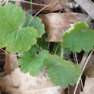 Hydrocotyle sp. at Hall, ACT - 12 Sep 2015 12:15 PM