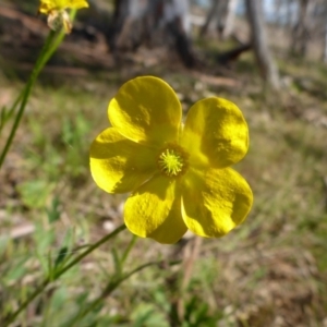 Ranunculus lappaceus at Hall, ACT - 12 Sep 2015