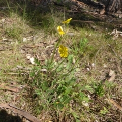 Ranunculus lappaceus at Hall, ACT - 12 Sep 2015