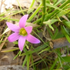 Romulea rosea var. australis (Onion Grass) at Hall, ACT - 12 Sep 2015 by JanetRussell