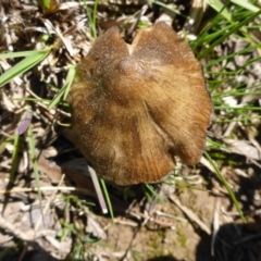 Inocybe sp. (Inocybe) at Hall, ACT - 12 Sep 2015 by JanetRussell