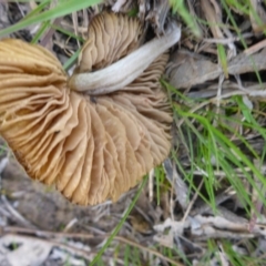 Inocybe sp. at Hall, ACT - 12 Sep 2015 12:19 PM
