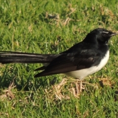 Rhipidura leucophrys (Willie Wagtail) at Kioloa, NSW - 3 Jun 2014 by MichaelBedingfield