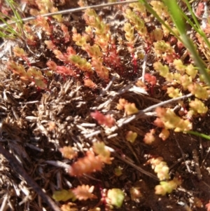 Crassula sieberiana at Acton, ACT - 15 Sep 2015