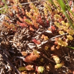 Crassula sieberiana (Austral Stonecrop) at Australian National University - 14 Sep 2015 by TimYiu