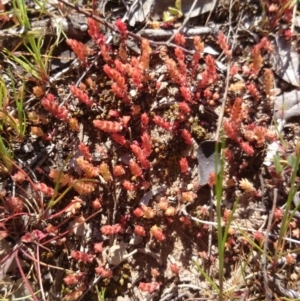 Crassula sieberiana at Acton, ACT - 15 Sep 2015 12:00 AM