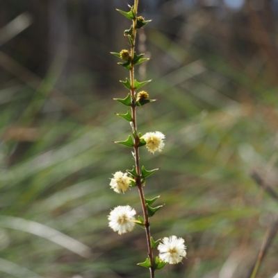 Acacia gunnii (Ploughshare Wattle) at Aranda Bushland - 11 Sep 2015 by KenT