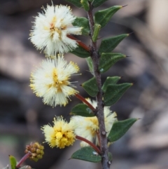 Acacia gunnii at Aranda, ACT - 11 Sep 2015