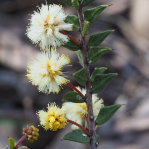 Acacia gunnii at Aranda, ACT - 11 Sep 2015 11:25 AM