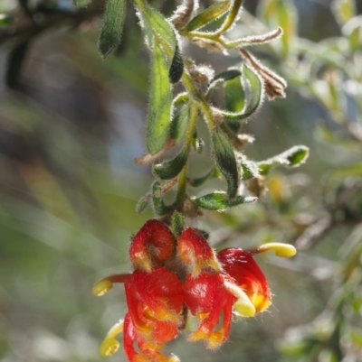 Grevillea alpina (Mountain Grevillea / Cat's Claws Grevillea) at Aranda Bushland - 11 Sep 2015 by KenT