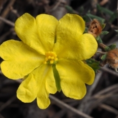 Hibbertia calycina (Lesser Guinea-flower) at Aranda, ACT - 11 Sep 2015 by KenT