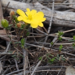 Hibbertia calycina at Aranda, ACT - 11 Sep 2015 10:35 AM