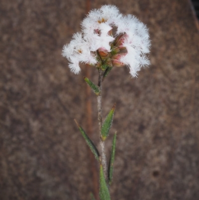 Leucopogon virgatus (Common Beard-heath) at Aranda, ACT - 11 Sep 2015 by KenT