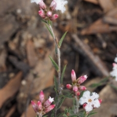 Leucopogon virgatus at Aranda, ACT - 11 Sep 2015