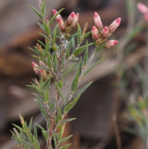 Leucopogon virgatus at Aranda, ACT - 11 Sep 2015 11:44 AM