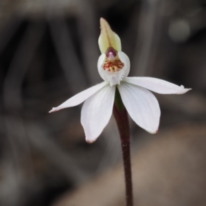 Caladenia fuscata at Aranda, ACT - 11 Sep 2015