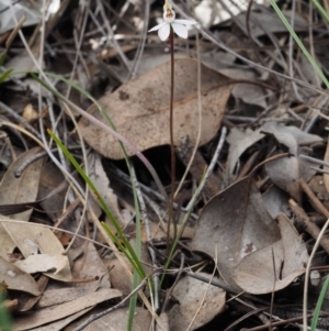 Caladenia fuscata at Aranda, ACT - 11 Sep 2015