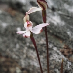 Caladenia fuscata at Aranda, ACT - 11 Sep 2015