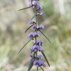 Hovea heterophylla (Common Hovea) at Aranda, ACT - 11 Sep 2015 by KenT