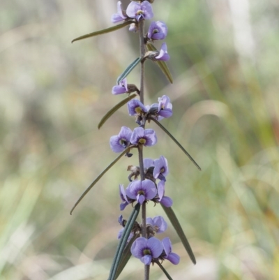 Hovea heterophylla (Common Hovea) at Aranda, ACT - 11 Sep 2015 by KenT