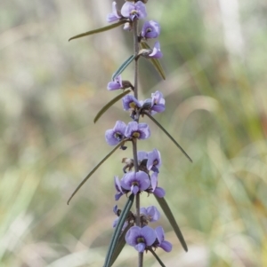 Hovea heterophylla at Aranda, ACT - 11 Sep 2015