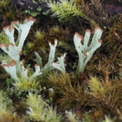 Cladonia sp. (Cup Lichen) at Paddys River, ACT - 5 Sep 2015 by KenT