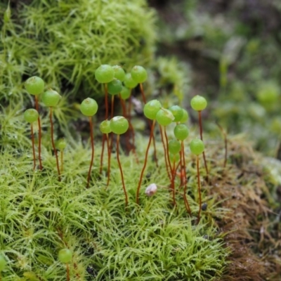 Philonotis sp. (A moss) at Paddys River, ACT - 5 Sep 2015 by KenT