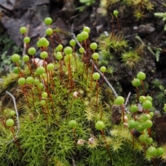 Philonotis sp. at Paddys River, ACT - 5 Sep 2015