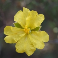 Hibbertia calycina (Lesser Guinea-flower) at Black Mountain - 12 Sep 2015 by KenT