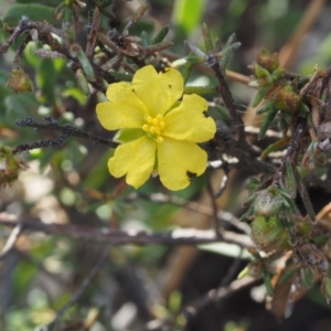 Hibbertia calycina at Canberra Central, ACT - 13 Sep 2015 08:22 AM