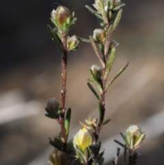 Hibbertia calycina at Canberra Central, ACT - 13 Sep 2015