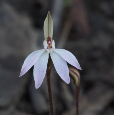Caladenia fuscata (Dusky Fingers) at Canberra Central, ACT - 13 Sep 2015 by KenT