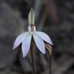 Caladenia fuscata (Dusky Fingers) at Canberra Central, ACT - 12 Sep 2015 by KenT