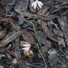 Caladenia fuscata at Canberra Central, ACT - suppressed