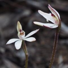 Caladenia fuscata at Canberra Central, ACT - 13 Sep 2015