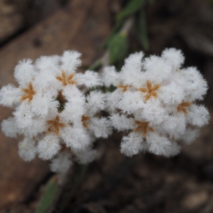 Leucopogon virgatus at Black Mountain - 13 Sep 2015