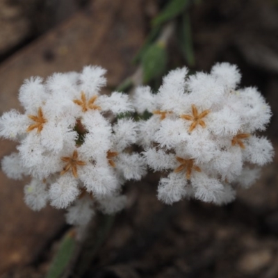 Leucopogon virgatus (Common Beard-heath) at Black Mountain - 12 Sep 2015 by KenT