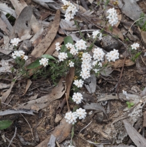 Leucopogon virgatus at Black Mountain - 13 Sep 2015 08:45 AM