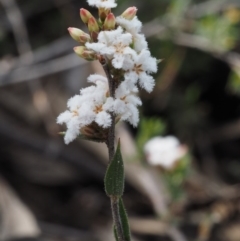 Leucopogon virgatus at Black Mountain - 13 Sep 2015 08:45 AM