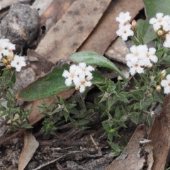 Leucopogon virgatus at Black Mountain - 13 Sep 2015