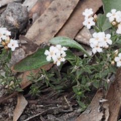 Leucopogon virgatus at Black Mountain - 13 Sep 2015 08:45 AM