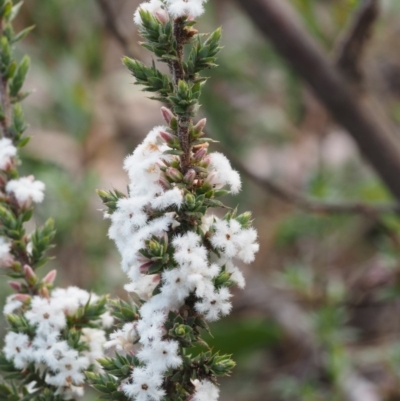 Leucopogon attenuatus (Small-leaved Beard Heath) at Canberra Central, ACT - 12 Sep 2015 by KenT