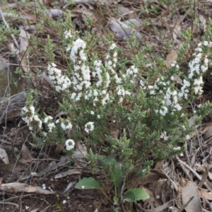 Styphelia attenuata at Canberra Central, ACT - 13 Sep 2015