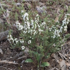 Leucopogon attenuatus at Canberra Central, ACT - 13 Sep 2015