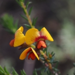 Dillwynia phylicoides (A Parrot-pea) at Black Mountain - 12 Sep 2015 by KenT