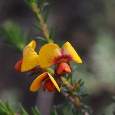 Dillwynia phylicoides (A Parrot-pea) at Point 5058 - 12 Sep 2015 by KenT