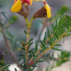 Dillwynia phylicoides at Canberra Central, ACT - 13 Sep 2015